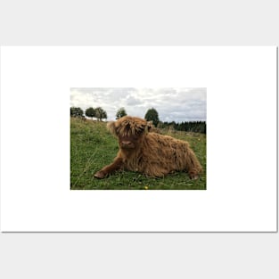 Scottish Highland Cattle Calf 1516 Posters and Art